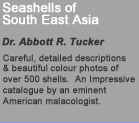 Seashells of South East  Asia